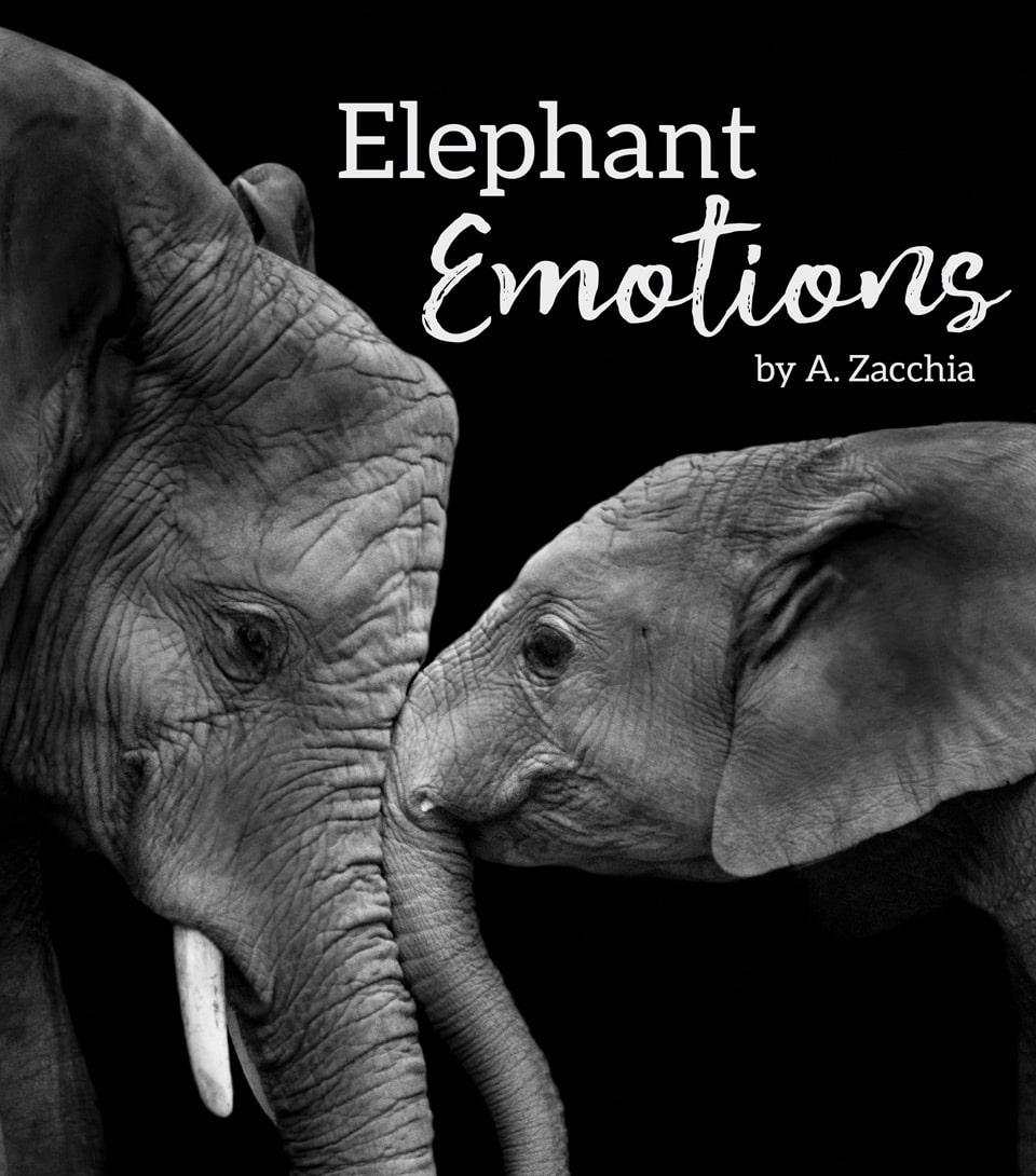 E-book cover for Elephant Emotions by A. Zacchia.