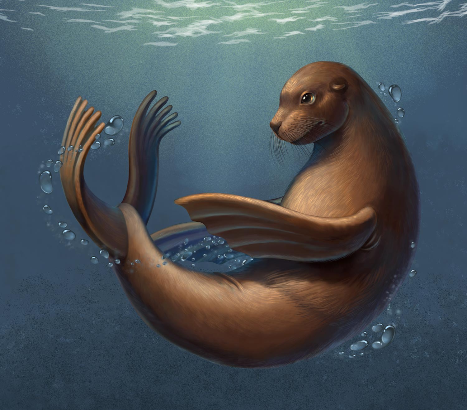 scientific illustration of a fur seal.