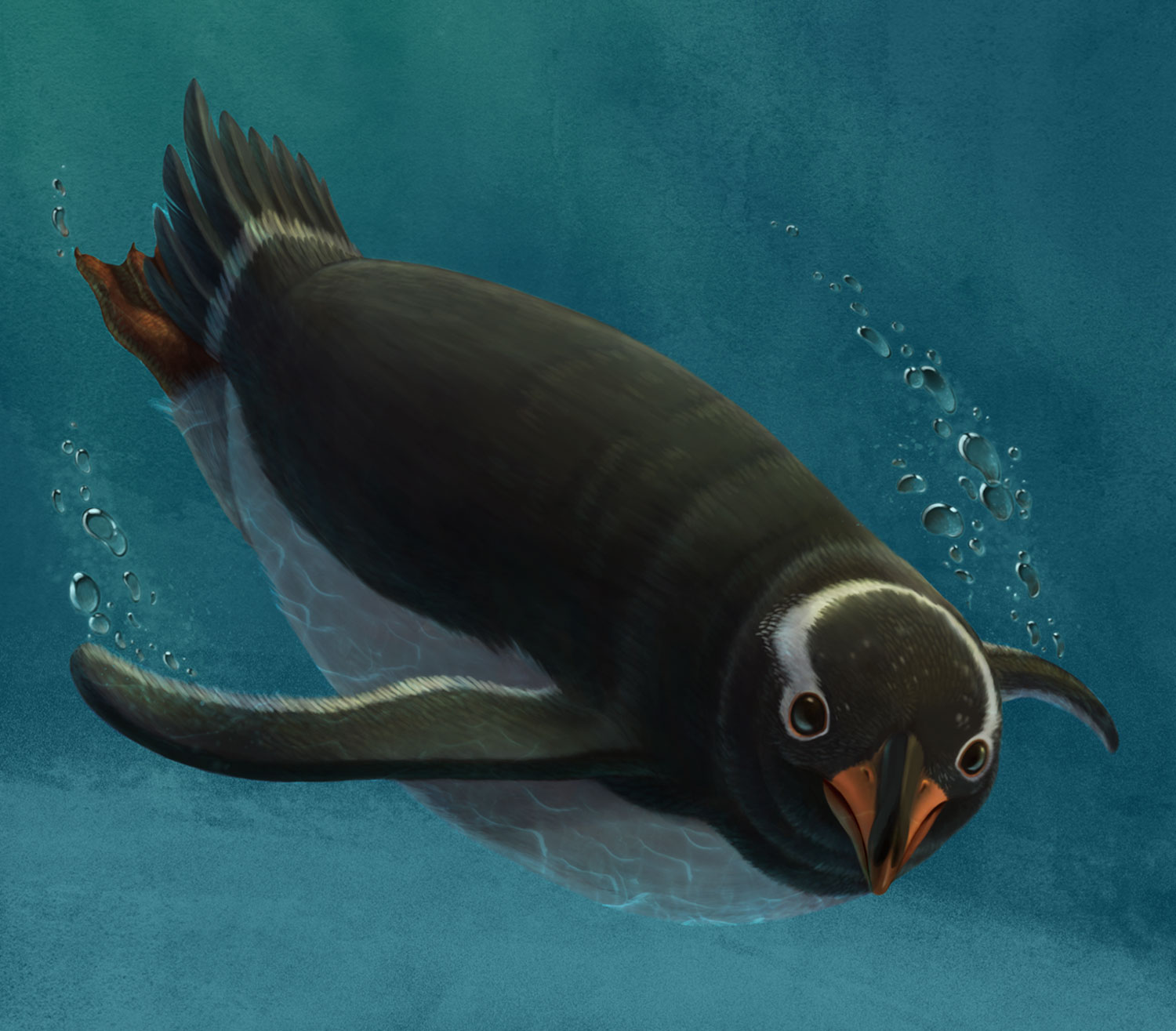 scientific illustration of an adelie penguin.