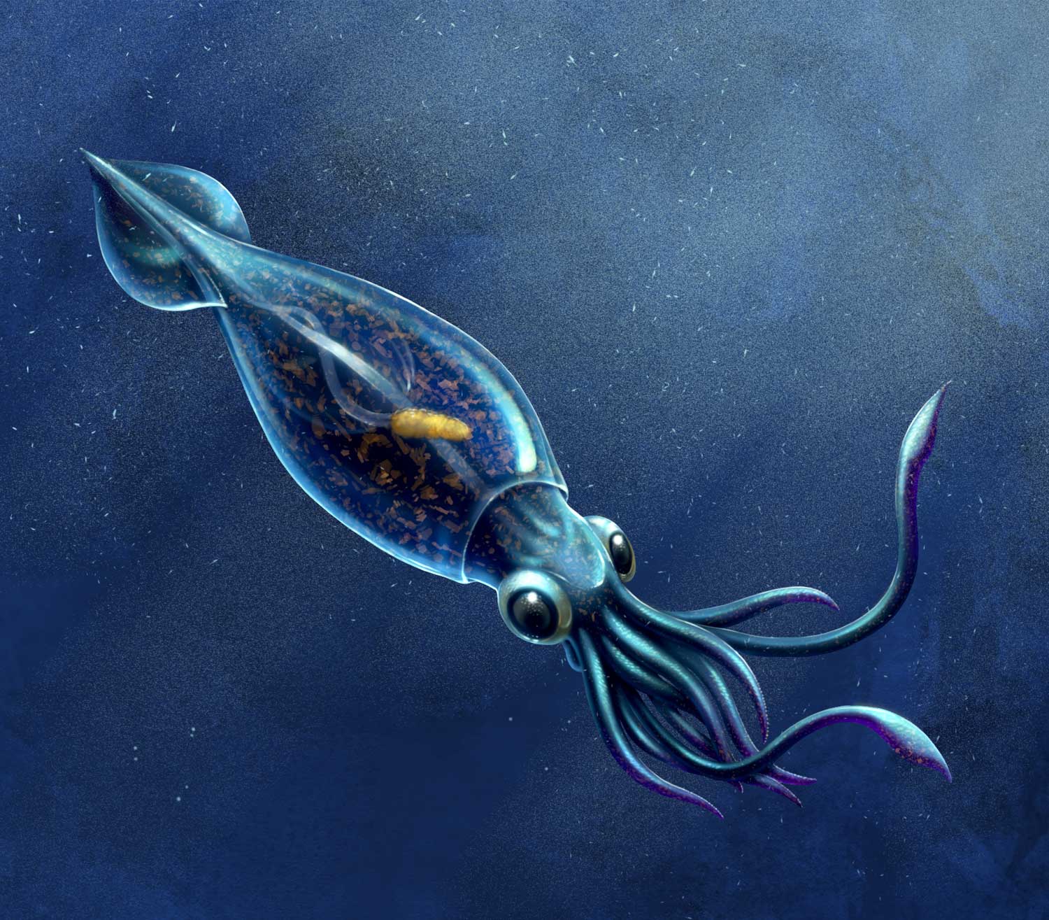 scientific illustration of a squid.