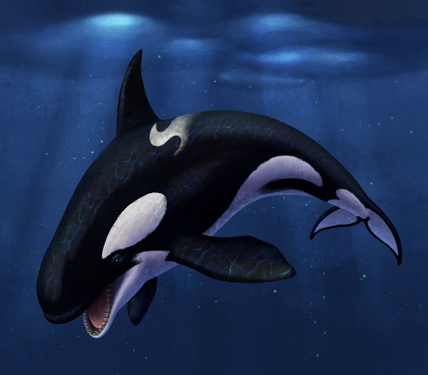 scientific illustration of an orca whale.